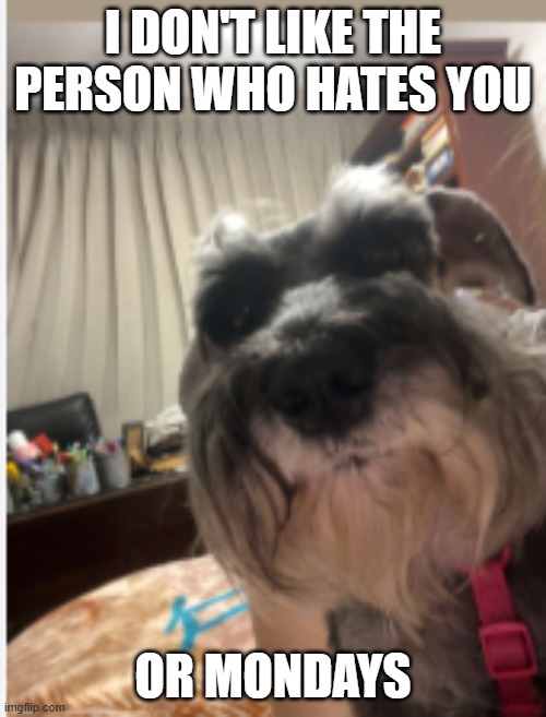Hi five random person | I DON'T LIKE THE PERSON WHO HATES YOU; OR MONDAYS | image tagged in dog staring | made w/ Imgflip meme maker
