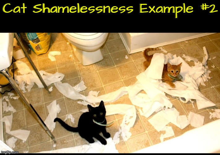 Cat Shamelessness Example 2 | Cat Shamelessness Example #2 | image tagged in cats,funny cats,funny memes,shameless,toilet paper,destruction | made w/ Imgflip meme maker