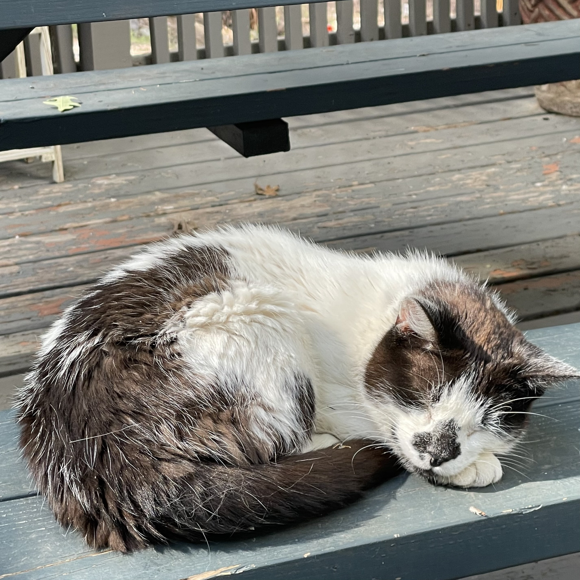 Heil Robin Blank Meme Template