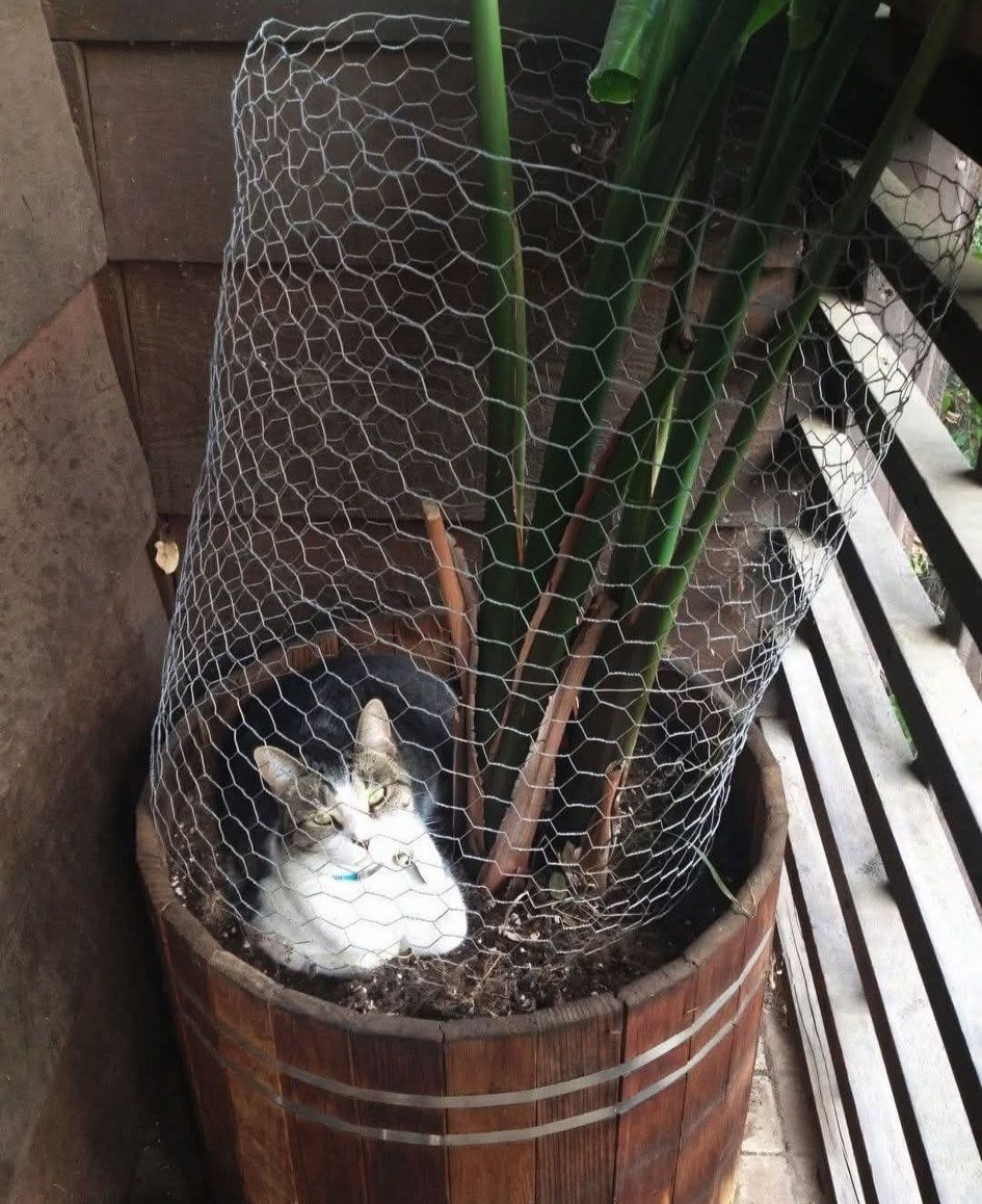 My Plant Blank Meme Template