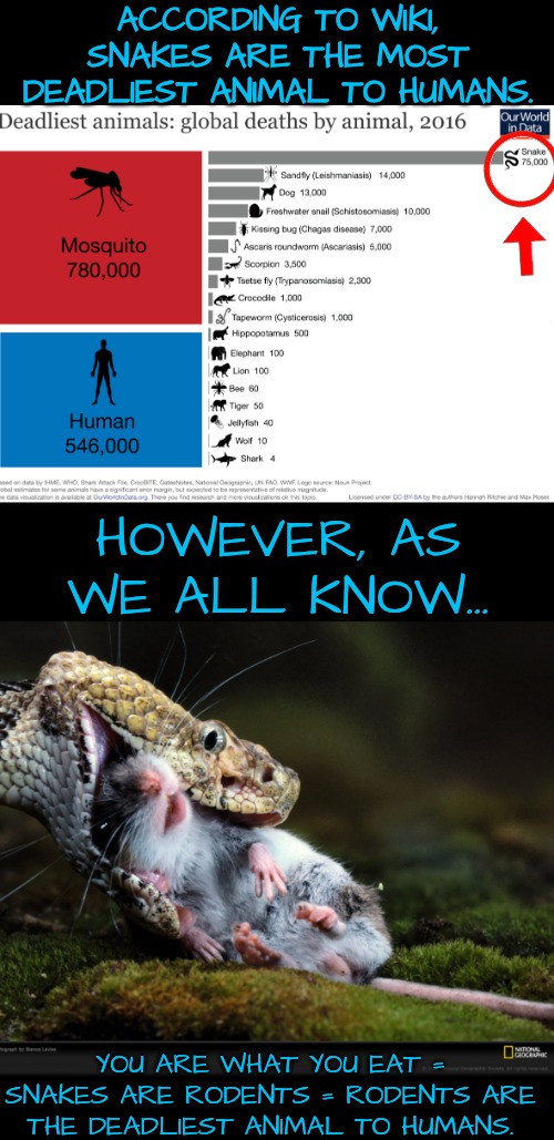 ACCORDING TO WIKI, SNAKES ARE THE MOST DEADLIEST ANIMAL TO HUMANS. YOU ARE WHAT YOU EAT = SNAKES ARE RODENTS = RODENTS ARE THE DEADLIEST ANI | made w/ Imgflip meme maker