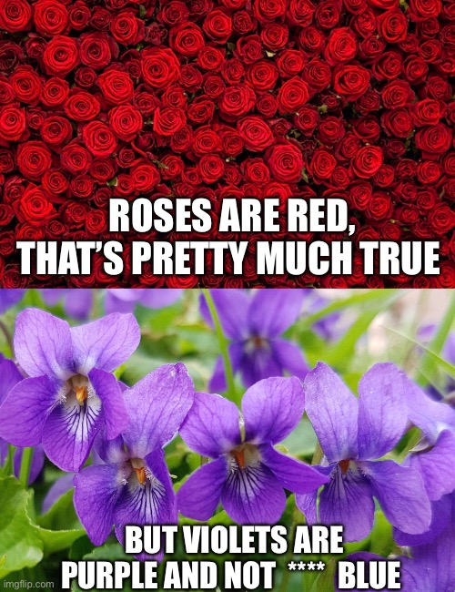 Why | ROSES ARE RED, THAT’S PRETTY MUCH TRUE; BUT VIOLETS ARE PURPLE AND NOT  ****  BLUE | image tagged in poem,roses are red violets are are blue,frustration | made w/ Imgflip meme maker
