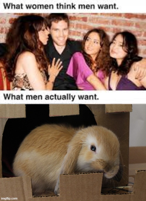 i want a bunny | image tagged in bunny,rabbit,aww,memes | made w/ Imgflip meme maker