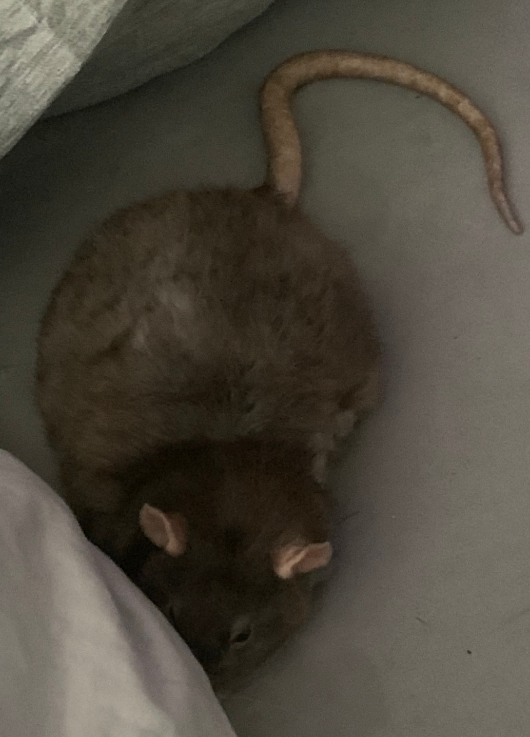 Mipha_rat Blank Meme Template