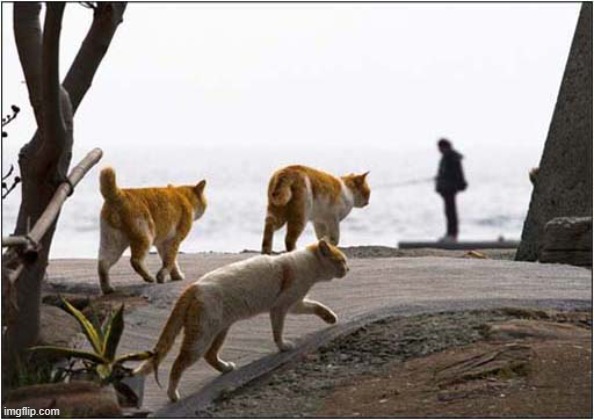 Going Fishin' Or Just Stealing Fish | image tagged in cats,fishing,stealing,fish | made w/ Imgflip meme maker
