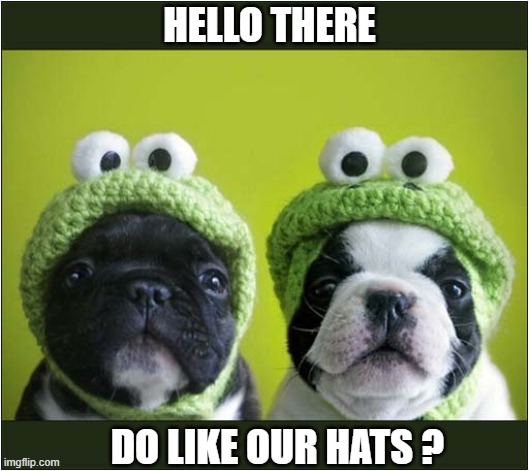Stylish Bulldog Pups | HELLO THERE; DO LIKE OUR HATS ? | image tagged in dogs,puppies,bulldog,hats | made w/ Imgflip meme maker