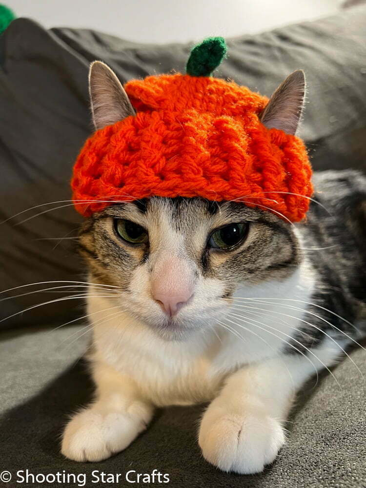 Cat with hat Blank Meme Template