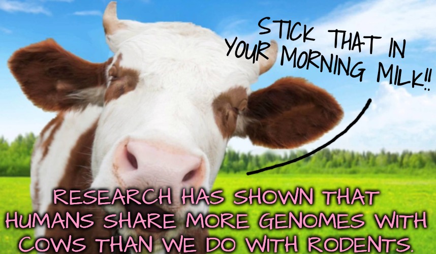Eh, rodents WISH they were related to humans | STICK THAT IN YOUR MORNING MILK!! RESEARCH HAS SHOWN THAT HUMANS SHARE MORE GENOMES WITH COWS THAN WE DO WITH RODENTS. | image tagged in are rodents related to humans,they wish,not to this human they arent | made w/ Imgflip meme maker