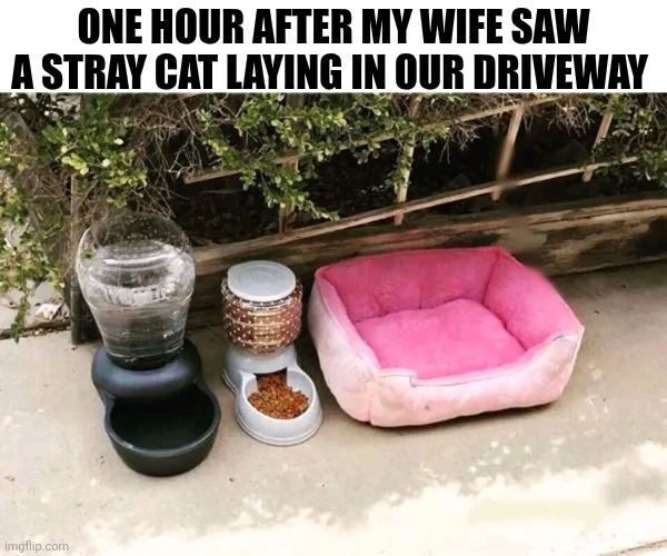 One Hour After My Wife Saw A Stray Cat Laying In Our Driveway | ONE HOUR AFTER MY WIFE SAW A STRAY CAT LAYING IN OUR DRIVEWAY | image tagged in chris joines | made w/ Imgflip meme maker