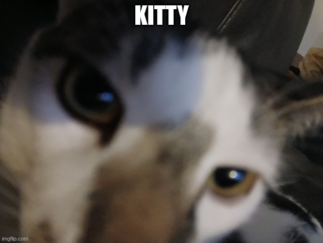 KITTY | made w/ Imgflip meme maker