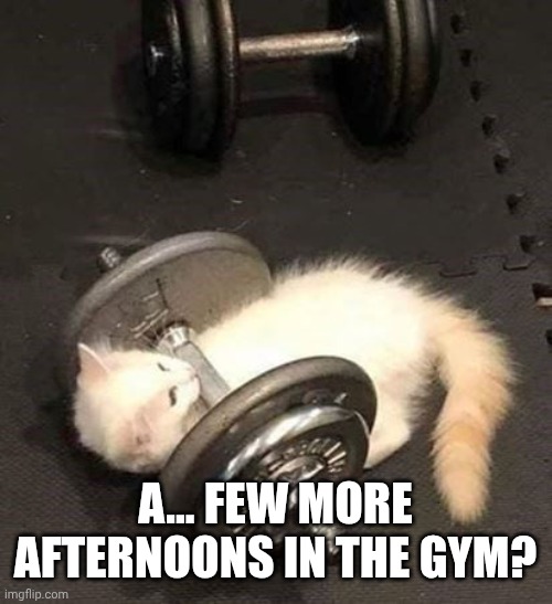 cat working out | A... FEW MORE AFTERNOONS IN THE GYM? | image tagged in cat working out | made w/ Imgflip meme maker