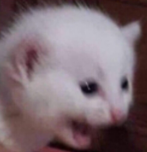 car screaming Blank Meme Template