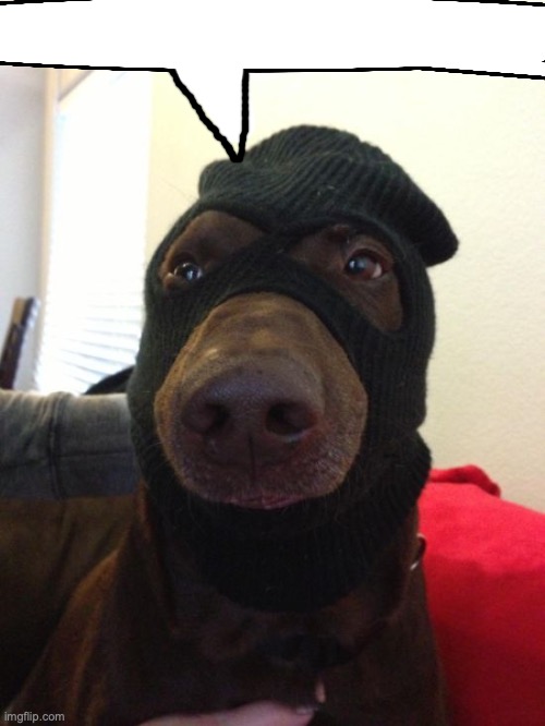 dog robber | image tagged in dog robber | made w/ Imgflip meme maker
