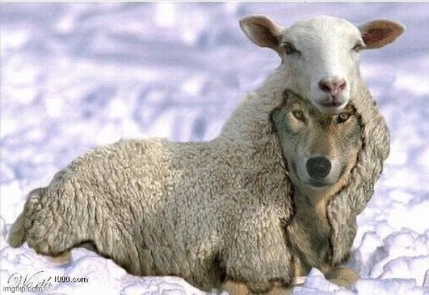 Wolf In Sheeps Clothing | image tagged in wolf in sheeps clothing | made w/ Imgflip meme maker