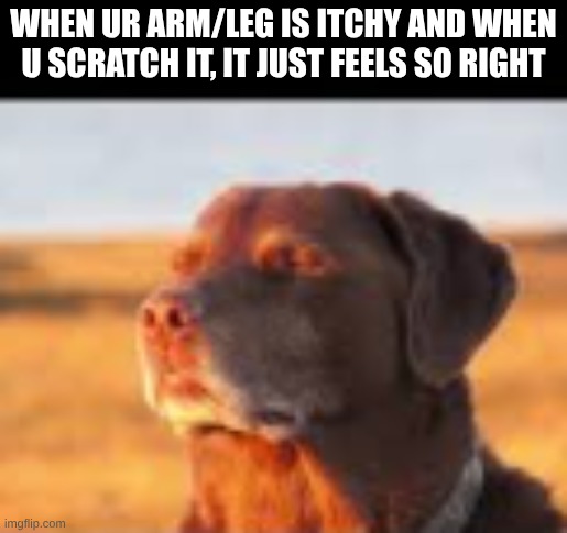 it js happened to me and I wanna see if anyone else has this | WHEN UR ARM/LEG IS ITCHY AND WHEN U SCRATCH IT, IT JUST FEELS SO RIGHT | image tagged in fuck yes | made w/ Imgflip meme maker