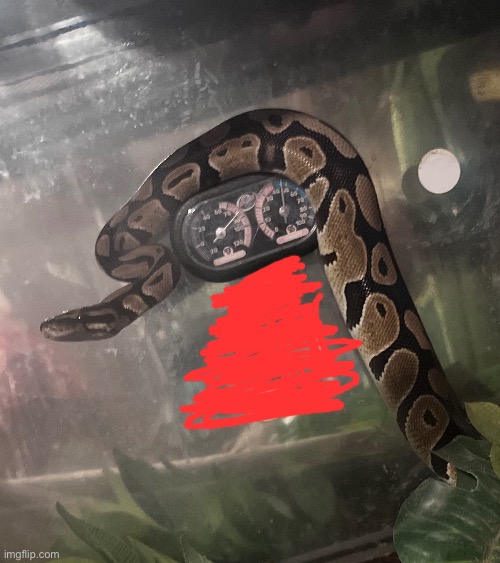 anywho have a snake (we’re gonna be getting her a hammock or something soon) | made w/ Imgflip meme maker