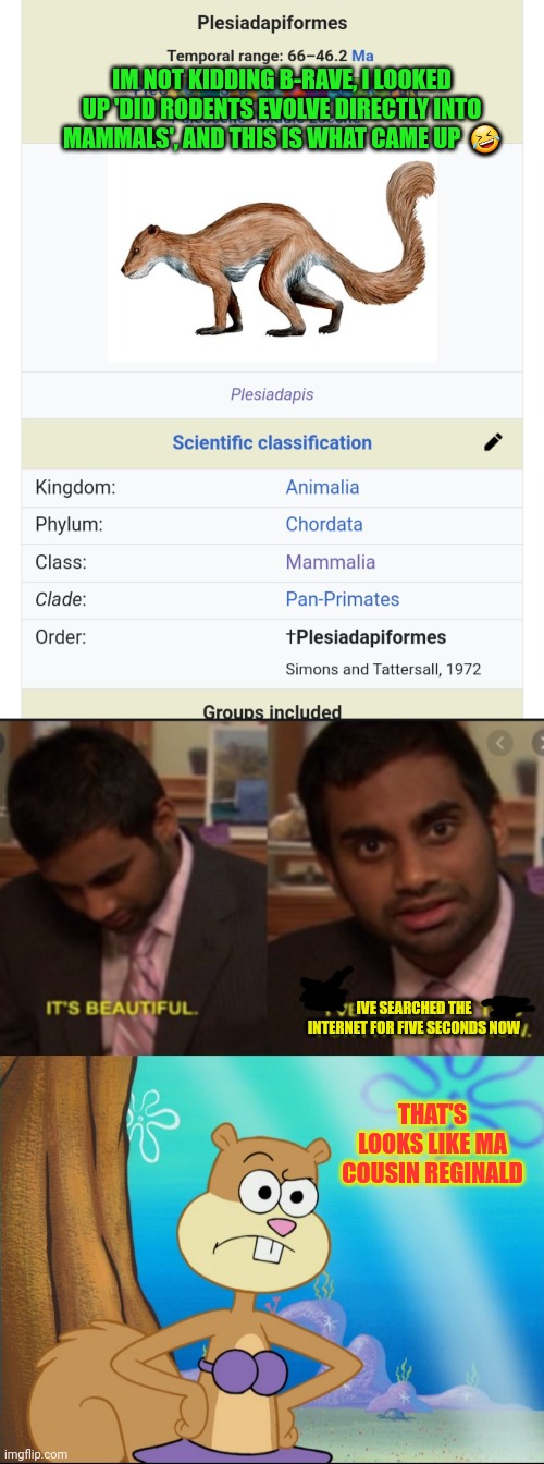 IVE SEARCHED THE INTERNET FOR FIVE SECONDS NOW IM NOT KIDDING B-RAVE, I LOOKED UP 'DID RODENTS EVOLVE DIRECTLY INTO MAMMALS', AND THIS IS WH | image tagged in this is beautiful ive looked at it for 5 hours now,sandy cheeks suspicious | made w/ Imgflip meme maker