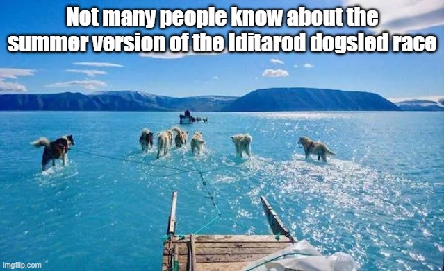 Summer Dogsled | Not many people know about the summer version of the Iditarod dogsled race | image tagged in dogs,race,summer,swimming | made w/ Imgflip meme maker