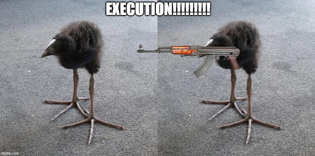EXECUTION!!!!!!!!! | image tagged in pukeko chick | made w/ Imgflip meme maker