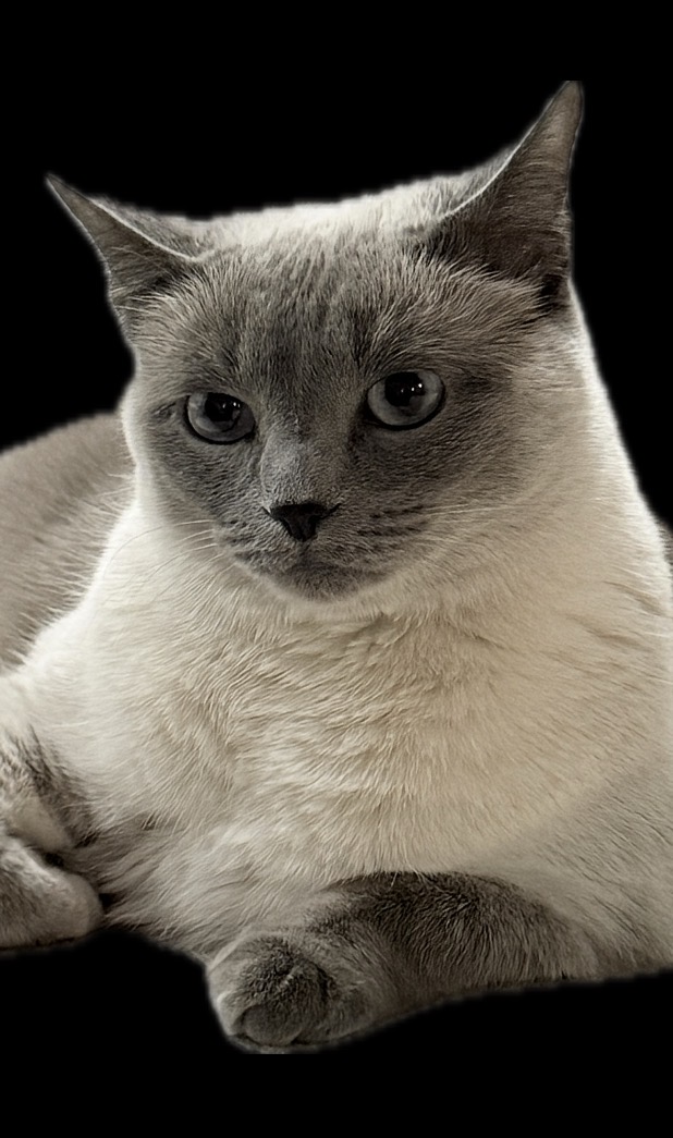 Serious cat Blank Meme Template