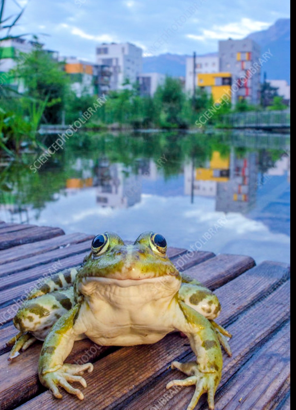 Walter Blank Meme Template