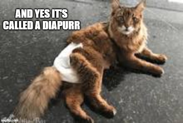 When a cat wears them they are called diapurrs.   --  funny  --C | AND YES IT'S CALLED A DIAPURR | image tagged in cat,funny,kittens,humor,diapers,funny cat memes | made w/ Imgflip meme maker