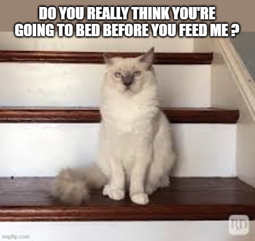 Cat wants to know if you really think you're going to bed before feeding her. | DO YOU REALLY THINK YOU'RE GOING TO BED BEFORE YOU FEED ME ? | image tagged in cat,funny,kittens,humor,feeding,funny cat memes | made w/ Imgflip meme maker