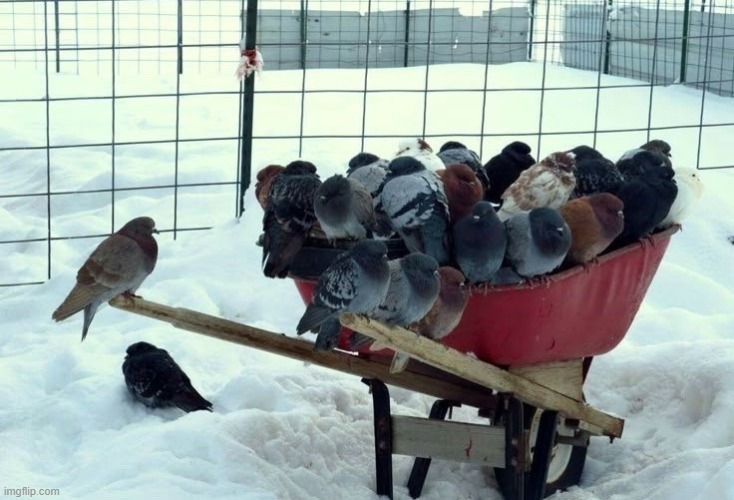 PIGEONS- | made w/ Imgflip meme maker