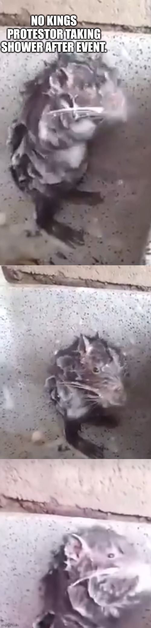 Rare sighting of demonrat in shower | NO KINGS PROTESTOR TAKING SHOWER AFTER EVENT. | image tagged in shower,rat | made w/ Imgflip meme maker