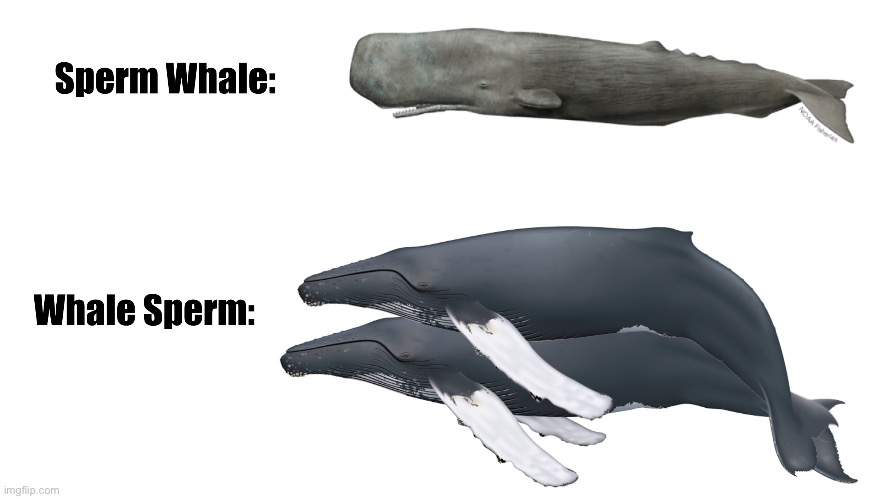 Sperm Whale Meme | image tagged in whales,funny,memes | made w/ Imgflip meme maker