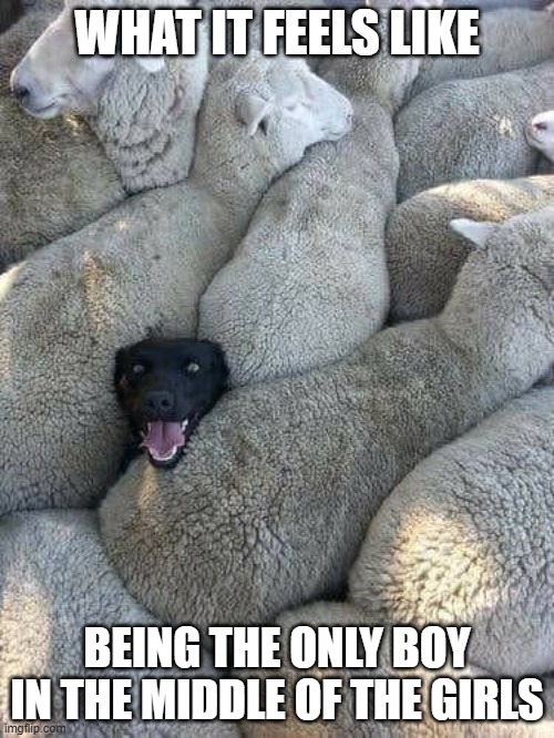 oh no | WHAT IT FEELS LIKE; BEING THE ONLY BOY IN THE MIDDLE OF THE GIRLS | image tagged in fun | made w/ Imgflip meme maker