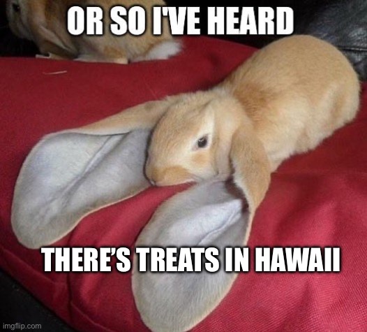 or so i've heard | THERE’S TREATS IN HAWAII | image tagged in or so i've heard,lol,funny | made w/ Imgflip meme maker