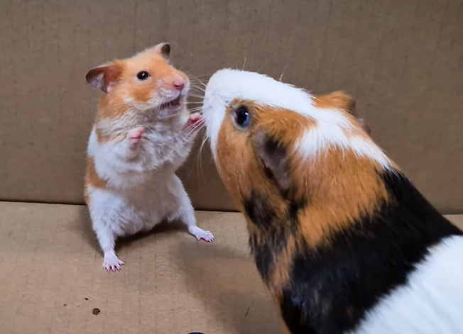 Hamster meet a guinea pig Blank Meme Template