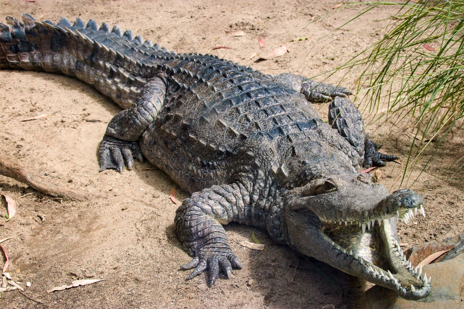 High Quality Snappy Crocodile Blank Meme Template