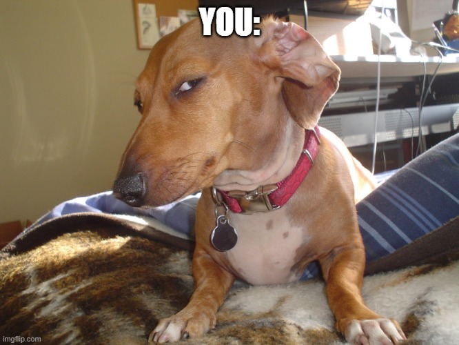 Suspicious Dog | YOU: | image tagged in suspicious dog | made w/ Imgflip meme maker