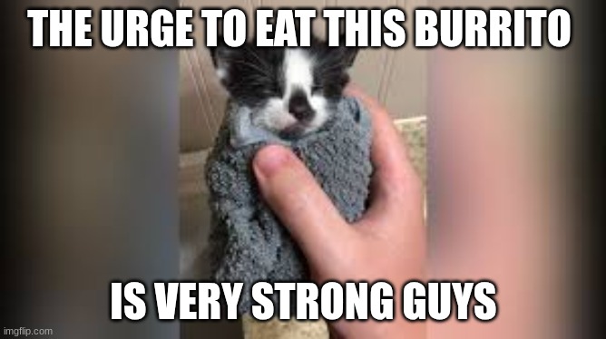 idk | THE URGE TO EAT THIS BURRITO; IS VERY STRONG GUYS | image tagged in funny,cat,burrito,cat burrito | made w/ Imgflip meme maker