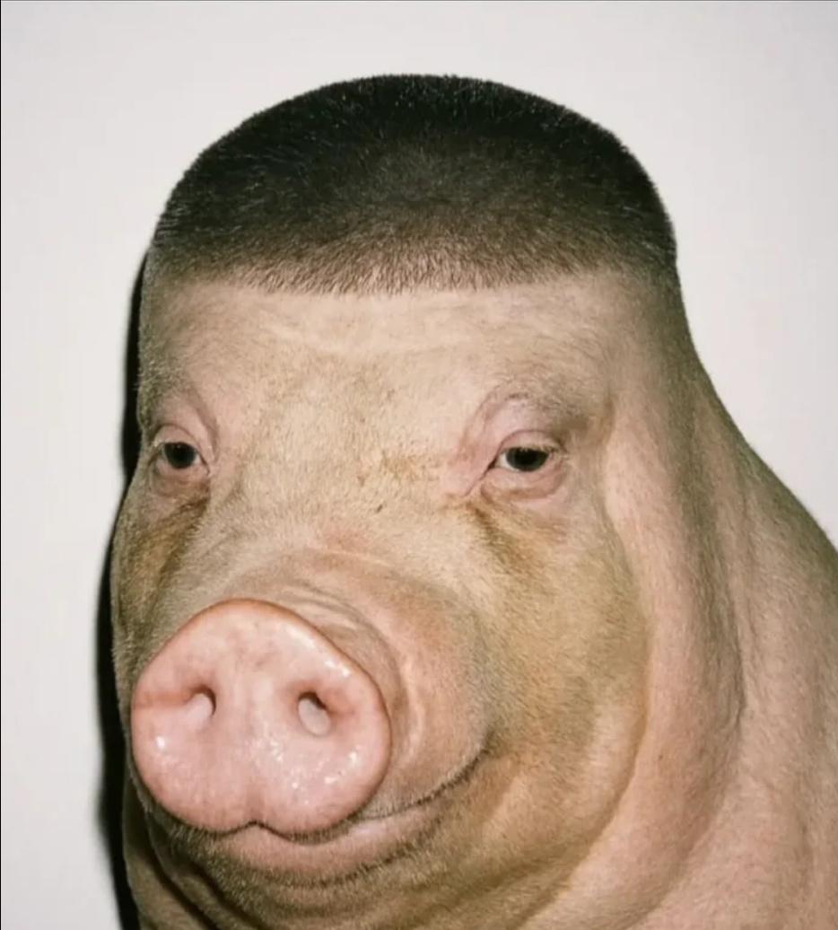 pig haircut Blank Meme Template