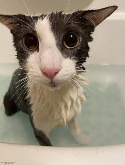 image tagged in sog | made w/ Imgflip meme maker