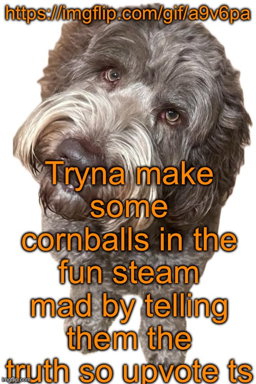 https://imgflip.com/gif/a9v6pa | https://imgflip.com/gif/a9v6pa; Tryna make some cornballs in the fun steam mad by telling them the truth so upvote ts | image tagged in norther's dog | made w/ Imgflip meme maker