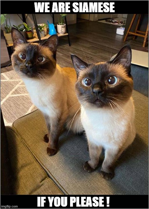 They Remind Me Of A Song ? | WE ARE SIAMESE; IF YOU PLEASE ! | image tagged in cats,siamese,lady and the tramp | made w/ Imgflip meme maker