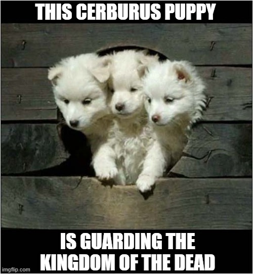 The Puppy Hound Of Hades Is Just So Cute ! | THIS CERBURUS PUPPY; IS GUARDING THE
KINGDOM OF THE DEAD | image tagged in dogs,puppies,cerburus,so cute | made w/ Imgflip meme maker