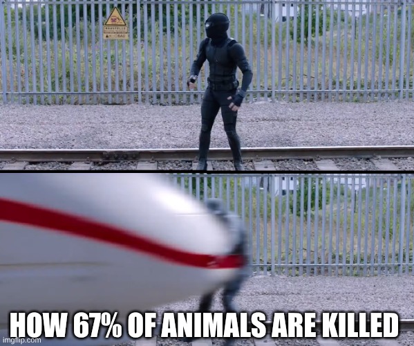 Hit by train | HOW 67% OF ANIMALS ARE KILLED | image tagged in hit by train | made w/ Imgflip meme maker