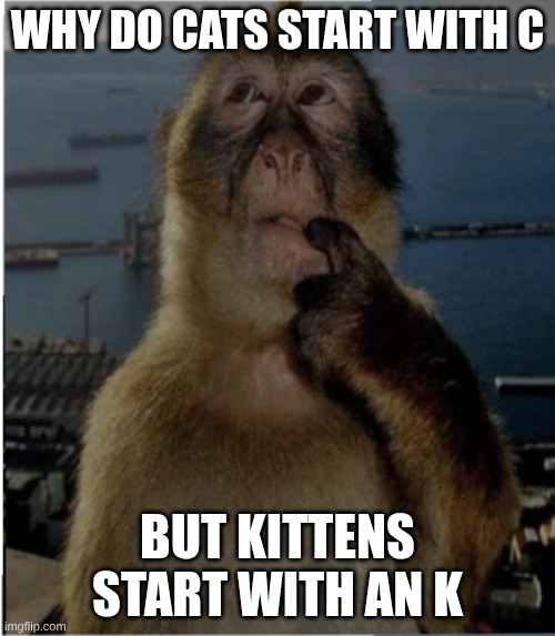 strange world we live in | WHY DO CATS START WITH C; BUT KITTENS START WITH AN K | image tagged in thinking monkey | made w/ Imgflip meme maker