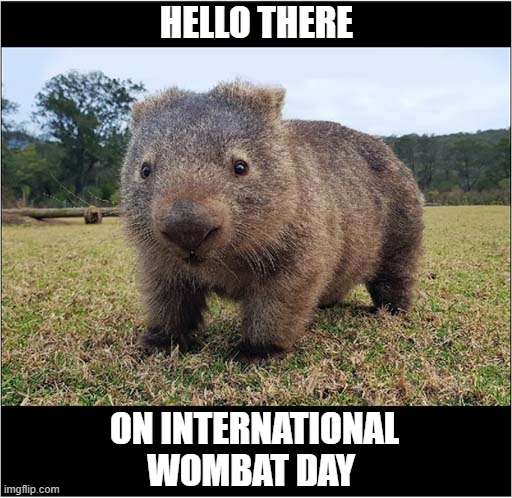International Wombat Day 22-10-2025 | HELLO THERE; ON INTERNATIONAL 
WOMBAT DAY | image tagged in wombats | made w/ Imgflip meme maker