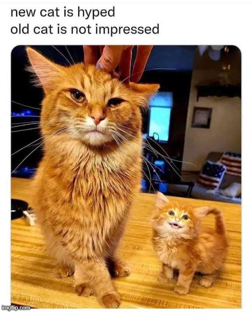 New Cat is Hyped. Old Cat is not Impressed | image tagged in cat | made w/ Imgflip meme maker