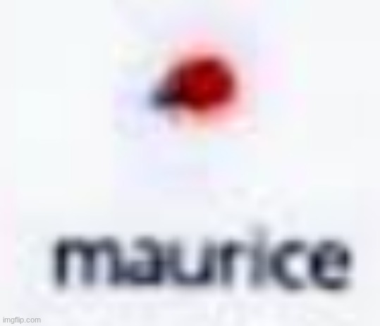 maurice | image tagged in maurice | made w/ Imgflip meme maker