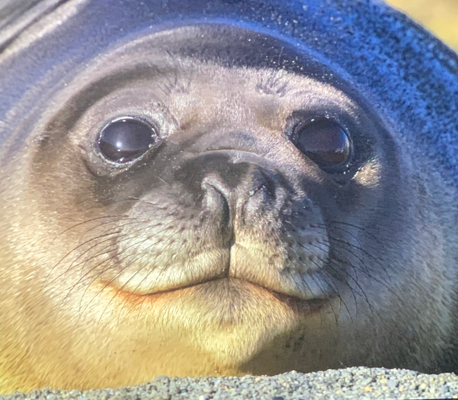 His mother left :3 Blank Meme Template