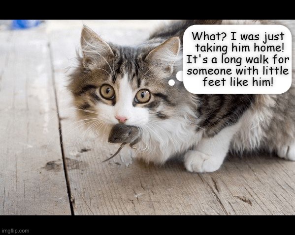 He was keeping the mouse warm, too… in his stomach… | image tagged in cats,mouse,excuse,tiny feet,dinner | made w/ Imgflip meme maker