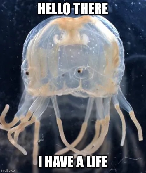 HELLO THERE; I HAVE A LIFE | image tagged in jellyfish,poison ivy,australia,animals,ocean | made w/ Imgflip meme maker