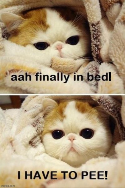 The story of my life… | ! ! | image tagged in cats,finally,in bed,got to pee | made w/ Imgflip meme maker